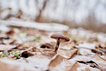 Agaric forest mushroom in winter season.