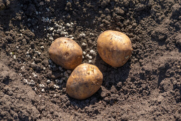 Potatoes lie in the soil with fertilizers