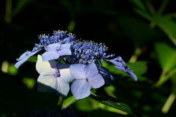 林の木漏れ日の中で紫の紫陽花の花が咲く