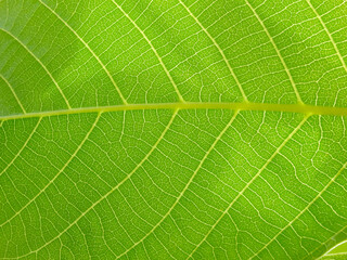 Close up view of green leaves of walnut tree with sunlight. Green leaves background. Leaf texture, background texture. Green leaf structure macro photography.