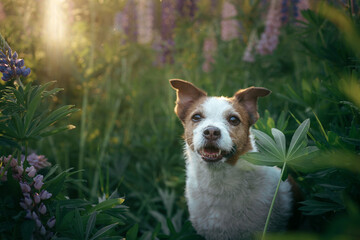 dog in lupine flowers in nature. Funny and Happy jack russell terrier 