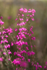 Colorful Summer Flower Garden in Bloom
