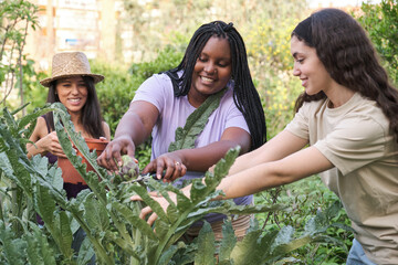 Three young multiracial women harvesting artichokes in an urban garden.