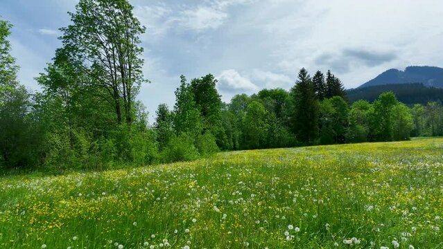 Drohnen-Video: Blühende Wiese am Allgäuer Alpenrand im Mai
