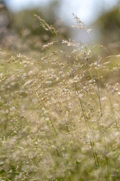 Ornamental Grass Backlit by Summer Sunshine
