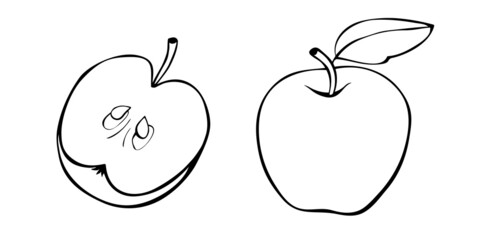 Vector contour drawing of whole and cut in half apple in doodle style. Hand-drawn isolated fruit. Clipart, symbol of harvest, summer, autumn, garden, healthy food, school snack