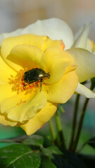 beetle on yellow flower