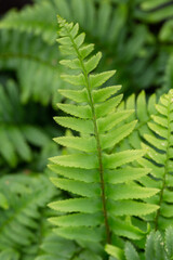 Close up View of Sword Fern Leaves 