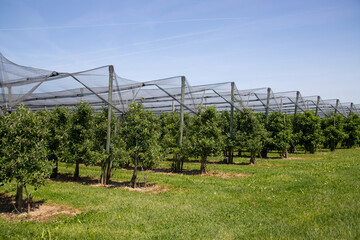 Orchard with anti hail net