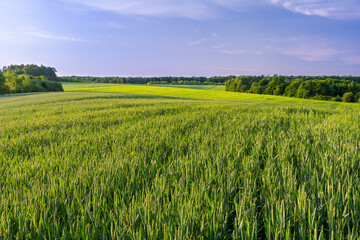 Green field of winter wheat and forest on the horizon. Beautiful summer landscape