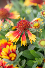 Gaillardia Flower in Bloom