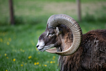 European mouflon with beautiful horns