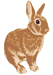 うさぎの手描き風イラスト3（白バック）