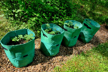 Growing potatoes in potato grow bags filled with compost - 3 plants to a bin
.