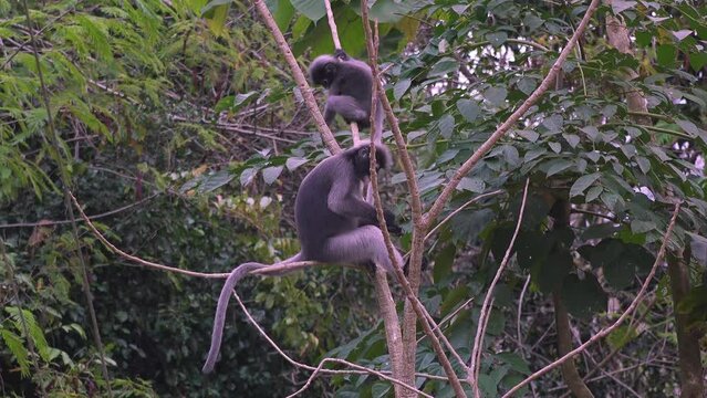 Dusky Leaf Monkeys.Two dusky leaf monkeys, (spectacled langur, or spectacled leaf monkey (Trachypithecus obscurus)), Possibly Mother and child.