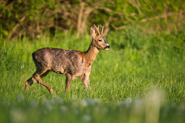 Playful young roebuck in spring meadow