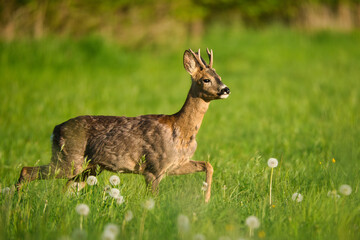 Naklejka na ściany i meble Playful young roebuck in spring meadow