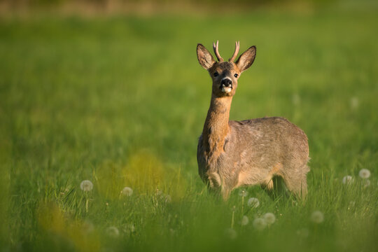 Playful young roebuck in spring meadow