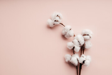 Cotton flower on pastel pink paper background with copyspace