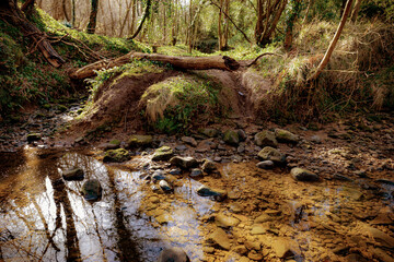 Castle Eden Dene, Durham, north east England, UK