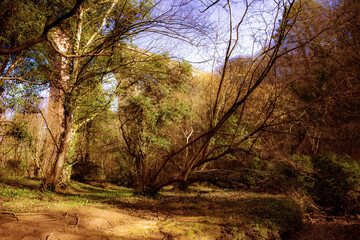 Castle Eden Dene, Durham, north east England, UK