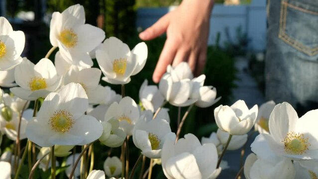 Child hand touching white garden flowers Anemone sylvestris. Walking through summer meadow, field of flowers