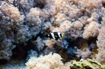 coral reef in the sea