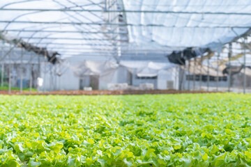 Hydroponic vegetable farm control with organic hydroponic method system at green house farm.	