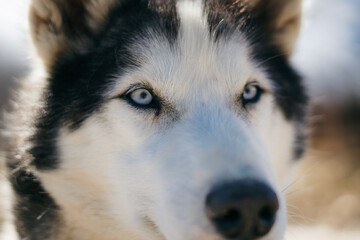 Portrait of gorgeous, cute and happy Siberian Husky dog standing in dog farm. Sleeping dogs. Norway animals