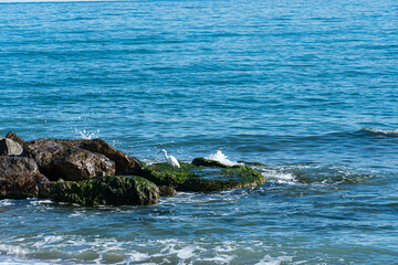 Obraz premium Pájaro en el mar