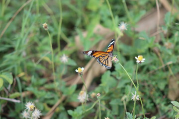 butterfly on a flower