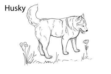 Hand-drawn vector silhouette of a husky, for the design of banners, posters 