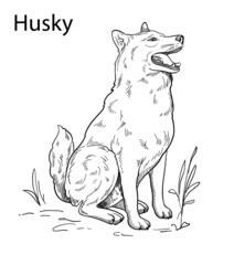 Hand-drawn vector silhouette of a husky, for the design of banners, posters 
