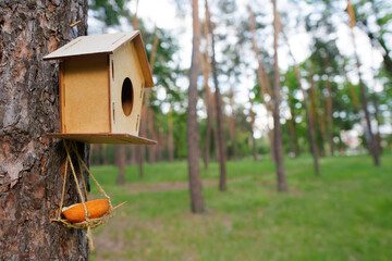 Bird house in the forest
