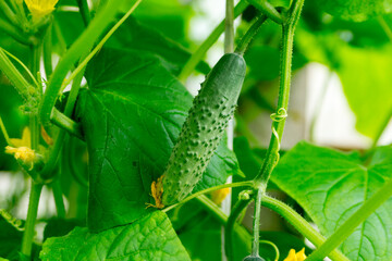 Green young cucumber hanging on a stem with leaves.