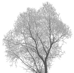 Silhouette of a tree and branches on a white background. Realistic black and white illustration of willow tree.