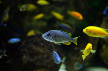 fish in aquarium