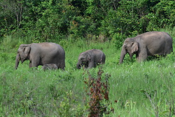Adorable wild elephants in Thailand