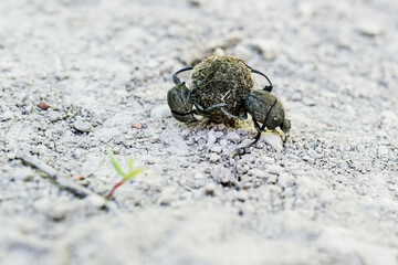 Close up of Scarab beetles rolling dung balls while running backwards. Dung Beetles, Scarabaeidae forming balls of dung for its offspring and rolls them across the ground with its hind legs.
