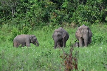 Adorable wild elephants in Thailand