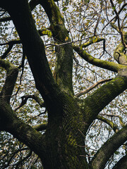 Moss covered tree
