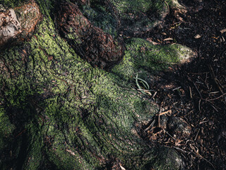 moss on a tree