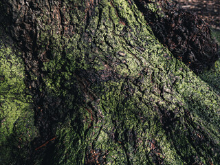moss on bark