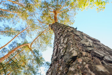 Pine tree with a blue sky background