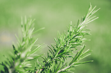 Fresh rosemary herb grow outdoor. Rosemary leaves close-up