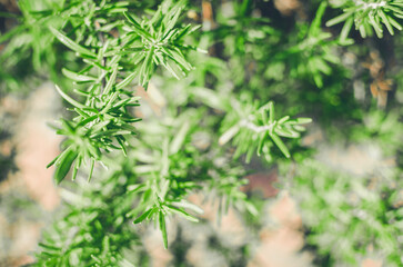 Fresh rosemary herb grow outdoor. Rosemary leaves close-up