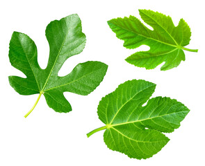 Fig leaf isolated on white background