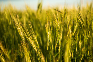 golden wheat field