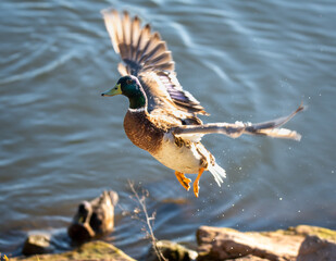 Payo volando 