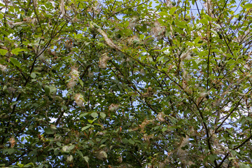 Silk web of the apple ermine moth, also called Yponomeuta malinellus or Apfel Gespinstmotte